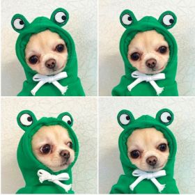 Dog Autumn And Winter Clothing Small And Medium Dog Love Two Legged Cat Cute Pet Clothing (Option: 5 Style-S)